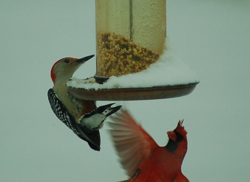 woodpecker cardinal mrk.jpg